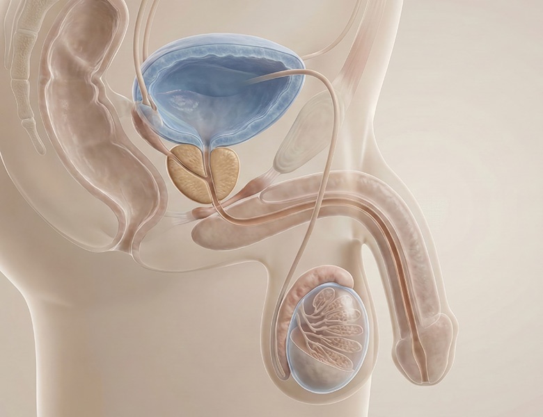 ubicación de la próstata y cómo se desarrolla el cáncer de próstata